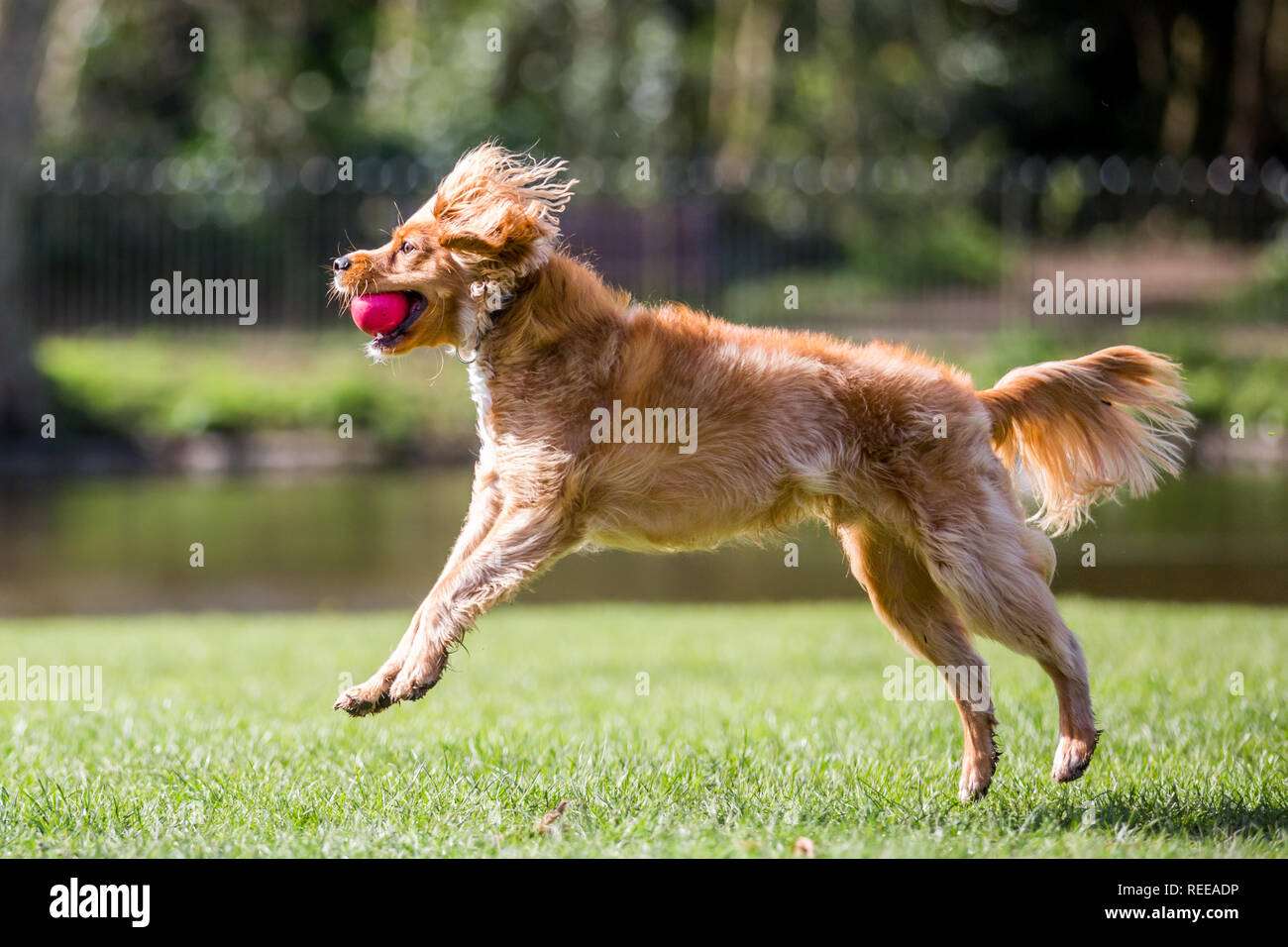 Close up Spaniel Welpen jagen einem Ball spielen im Park Stockfoto