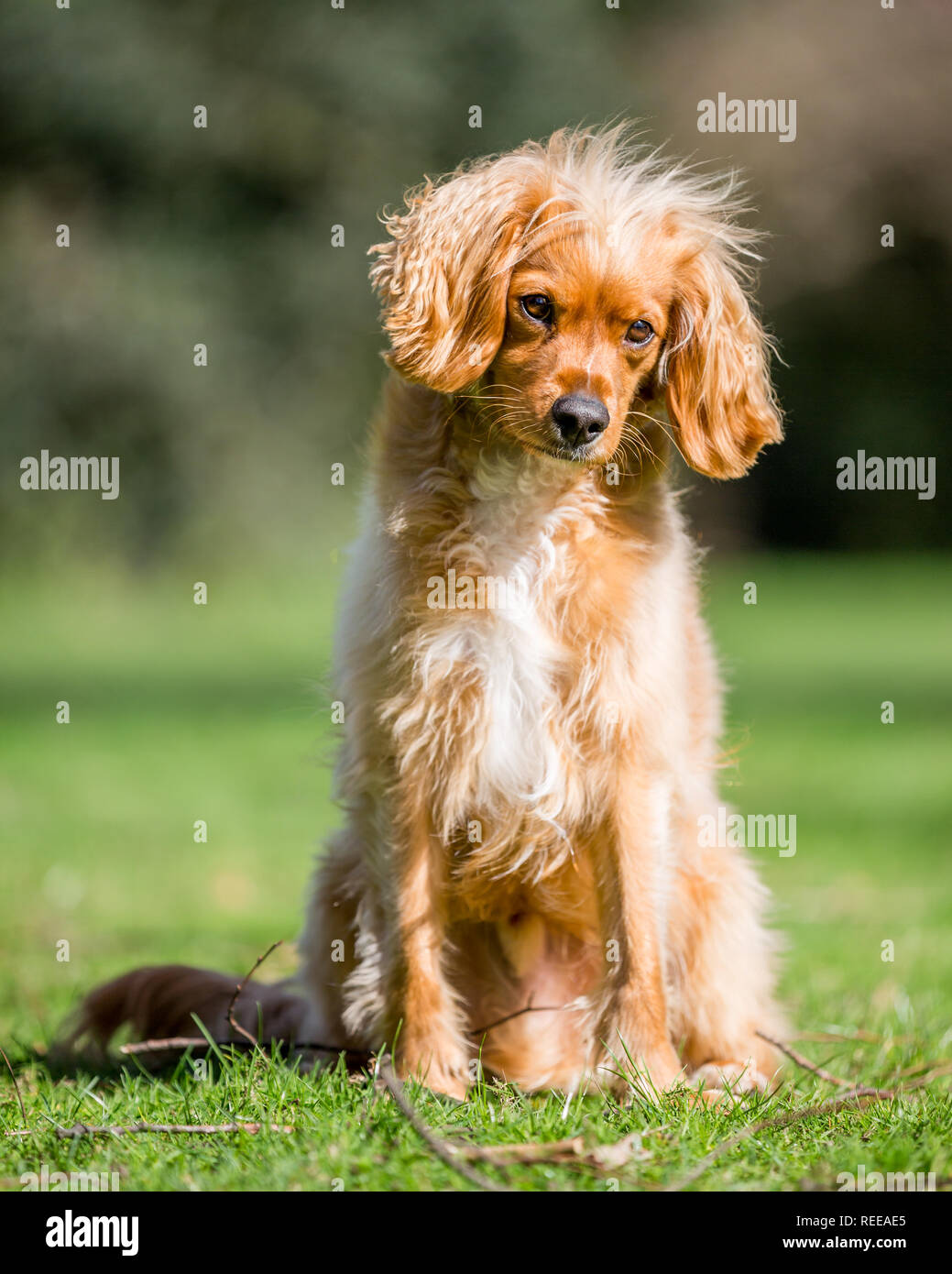 Close up Spaniel Welpen spielen im Park Stockfoto