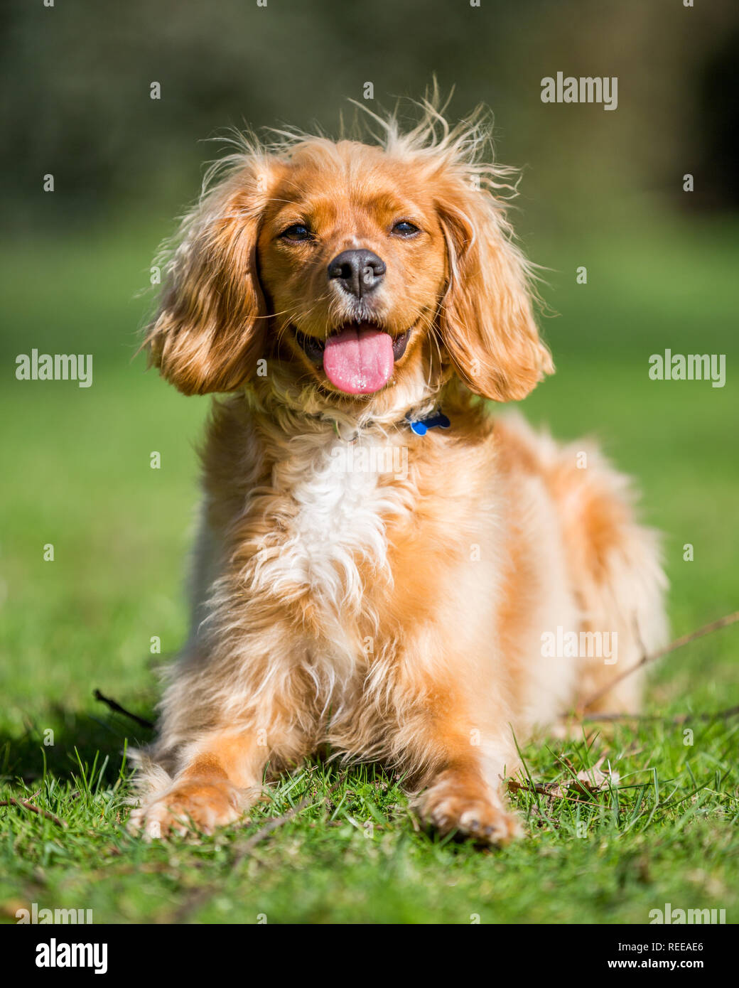 Close up Spaniel Welpen spielen im Park Stockfoto