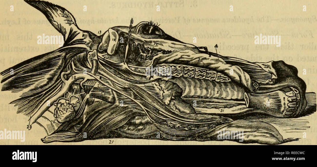. Die vergleichende Anatomie der domestizierten Tiere. Veterinär Anatomie. Muskeln DES STAMMES. 287 drehte unten durch Isolieren der mylo - hyoideus aus der Schleimhaut. 5. Entfernen Sie vorsichtig die Zunge durch die Trennung von seiner äußerlichen Muskeln aus der Genio-hyoideus, der Anterioren Anhang des Zungenbein, die quer liegenden Muskel, und die Kleine hyoideus. Die Zerlegung in dieser Art und Weise durchgeführt worden, die Große hyoideal Zweig von den Kleinen getrennt Ijp können durch Sägen durch den Kopf längs, Verlassen der Symphyse menti intakt, und drehen Sie die entsprechenden die Hälfte auf der Seite bereits Stockfoto