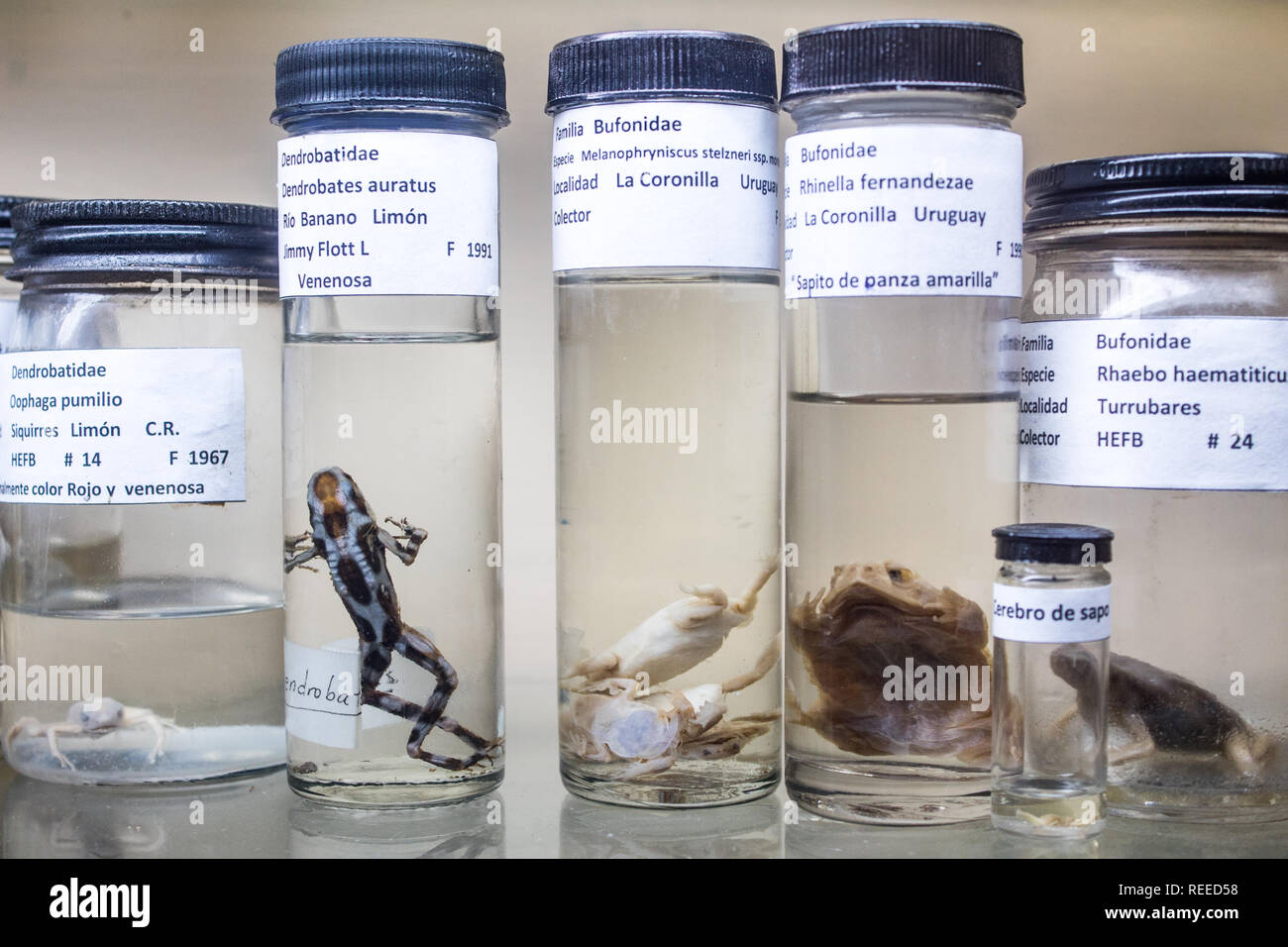 Eine wissenschaftliche Sammlung von Amphibien in Formaldehyd an der La Salle Natural History Museum in San Jose, Costa Rica erhalten Stockfoto