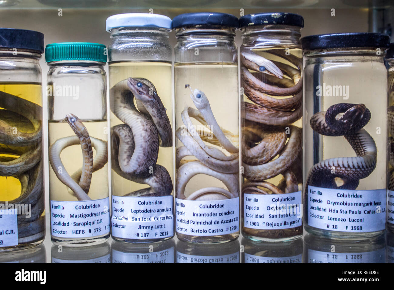 Eine wissenschaftliche Ausstellung von colubrid Snakes in Formalin in einem Museum aufbewahrt. Stockfoto