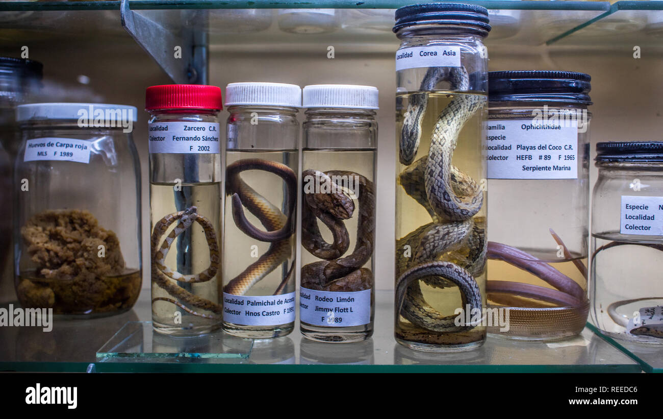Eine wissenschaftliche Ausstellung von colubrid Snakes in Formalin in einem Museum aufbewahrt. Stockfoto