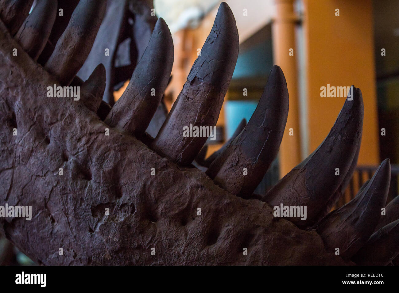 Eine Nahaufnahme der Zähne des Tyrannosaurus rex Stockfoto