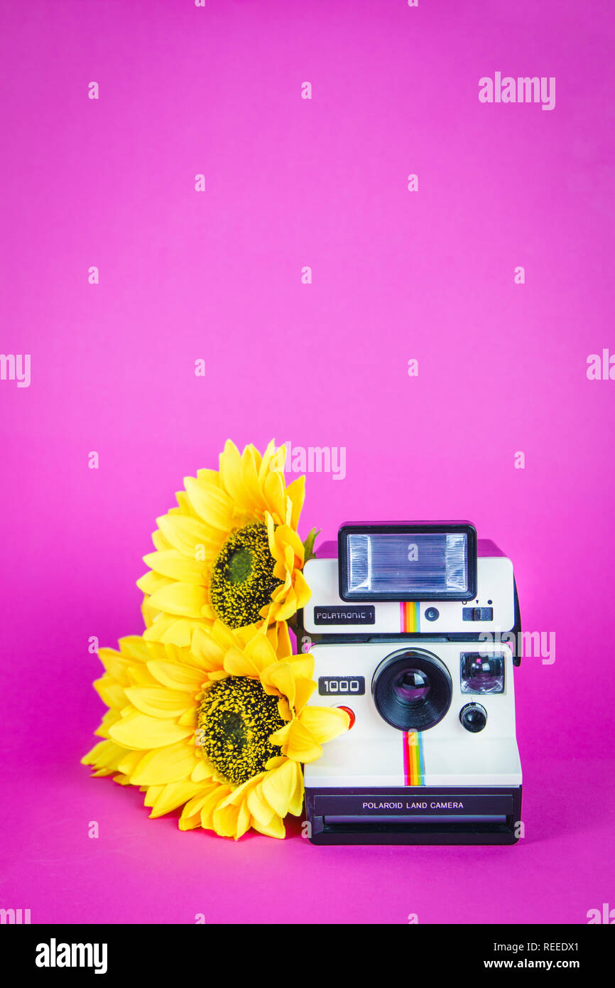 Polaroid Foto Kamera mit Sonnenblumen auf pulsierende rosa Hintergrund Stockfoto