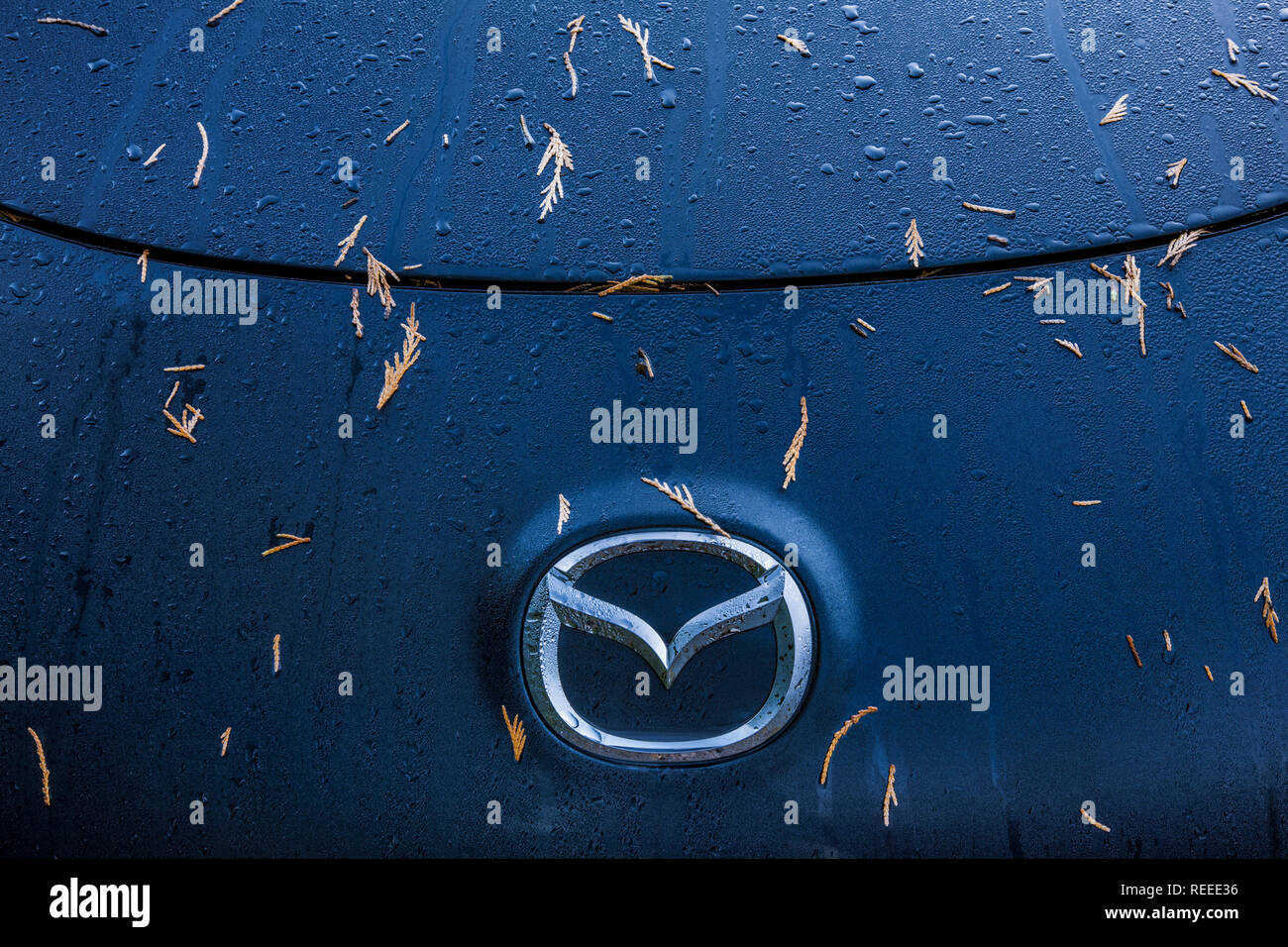 Koniferennadeln auf einem nassen Mazda Auto. Stockfoto