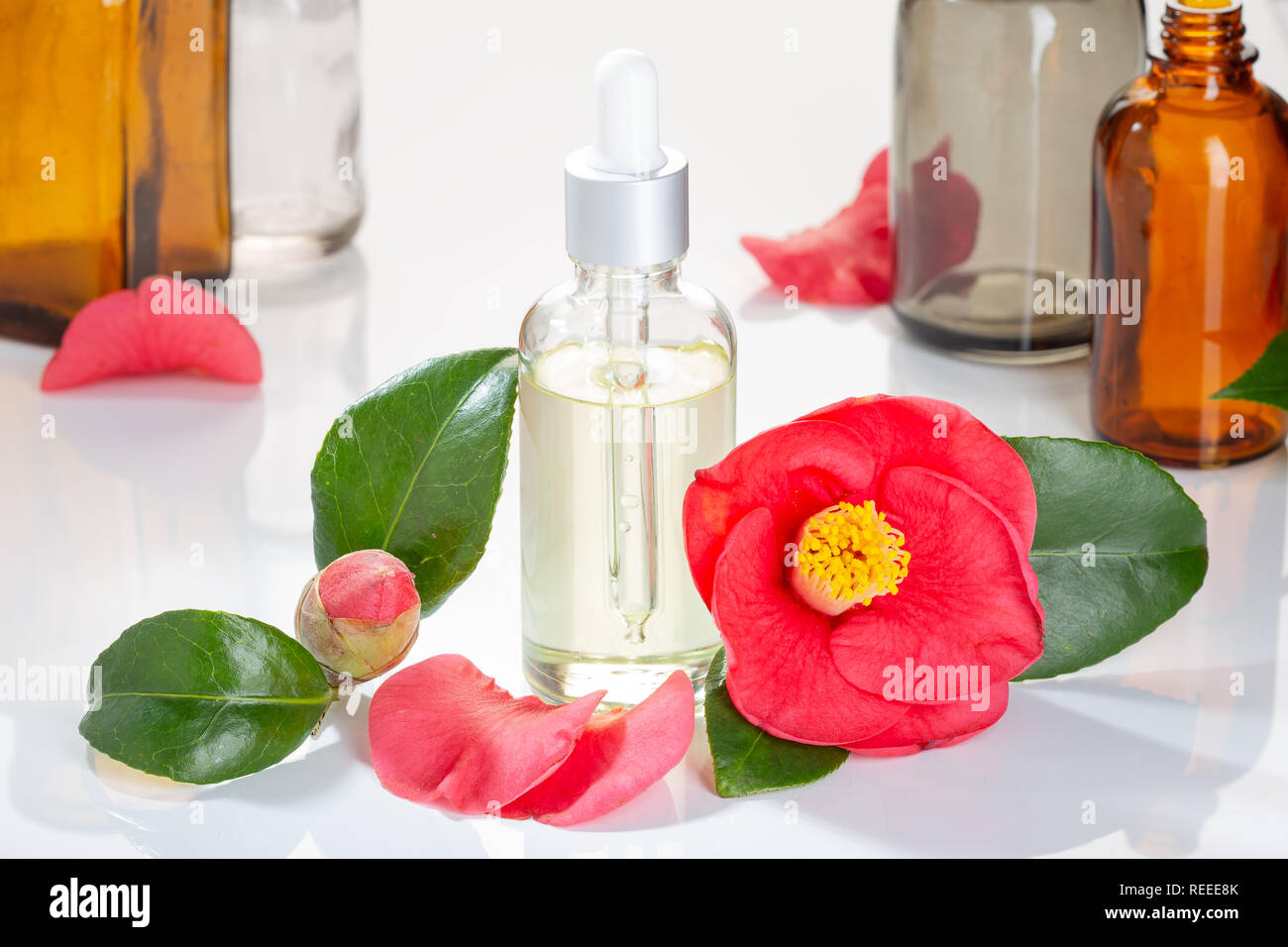 Camellia Öl. Cammellia japonica Blume und Glas Öl Flasche mit Tropfer für Schönheit, Hautpflege, Wellness und medizinische Zwecke Stockfoto
