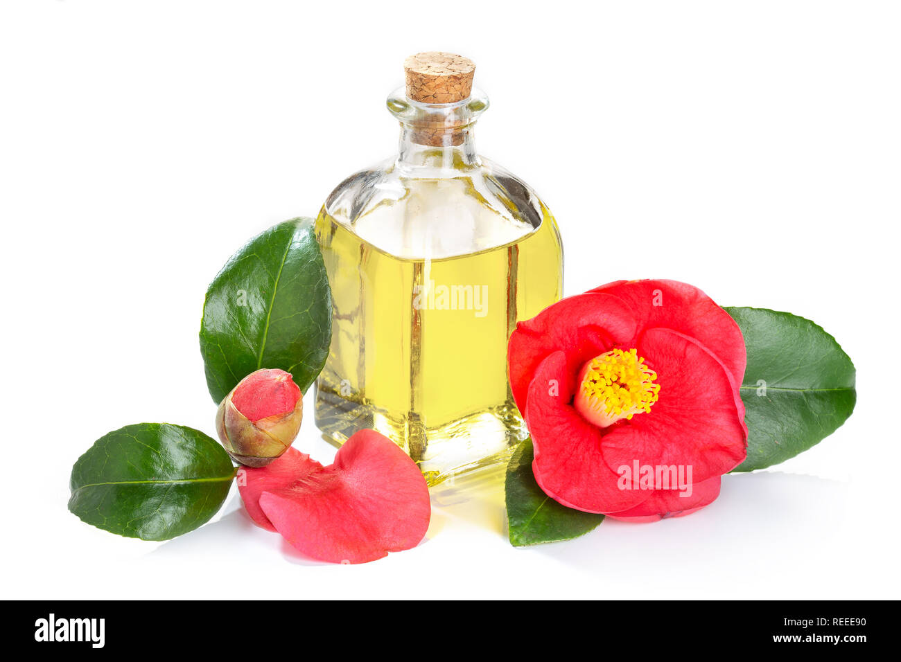 Camellia Öl auf weißem Hintergrund. Cammellia japonica Blume und Glas Öl Flasche mit Tropfer für Schönheit, Hautpflege, Wellness Stockfoto