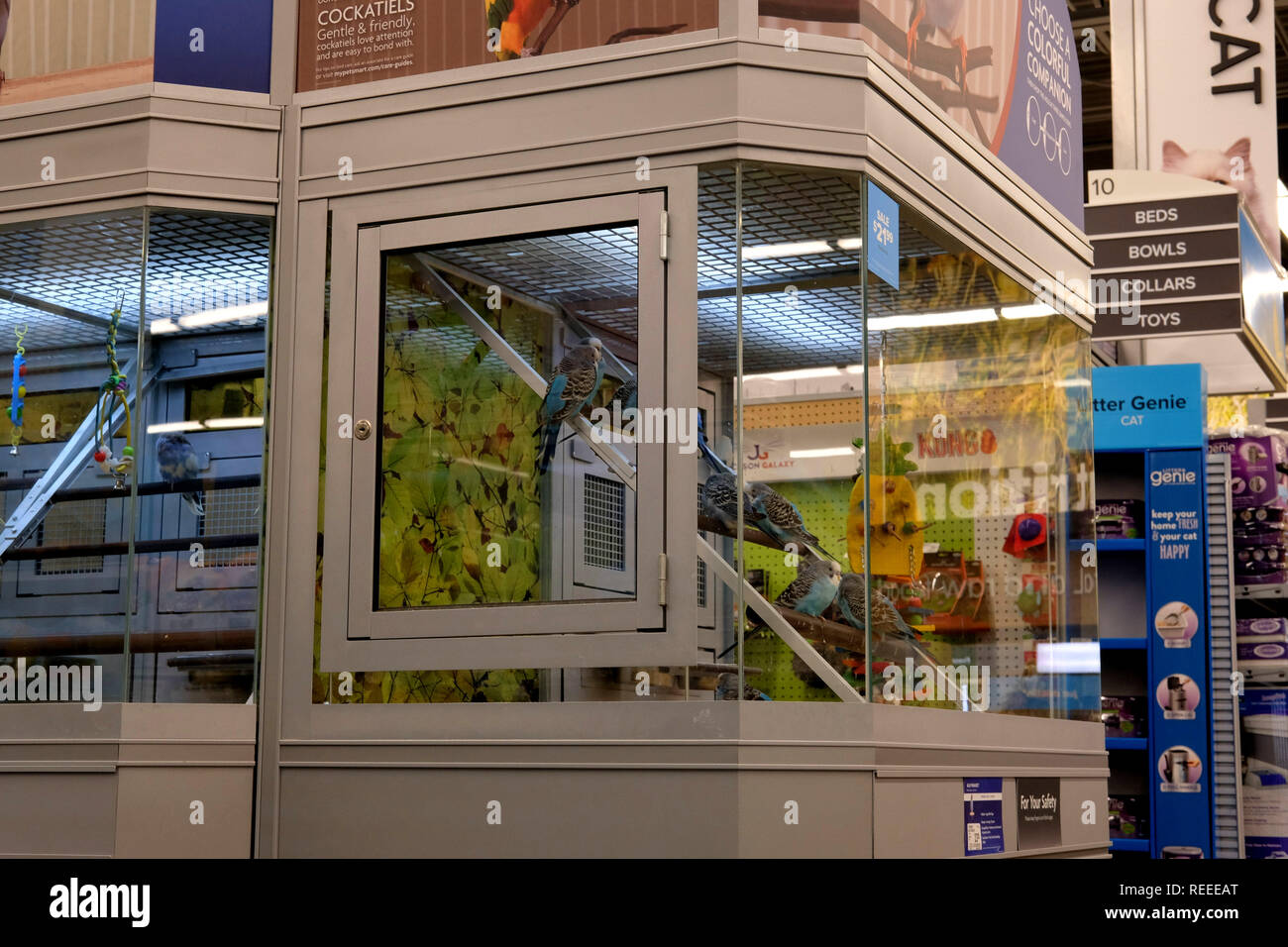 Pet Store Innenraum; Vögel und Papageien im Glas Container an einem Pet Store, College Station, Texas, USA. Stockfoto