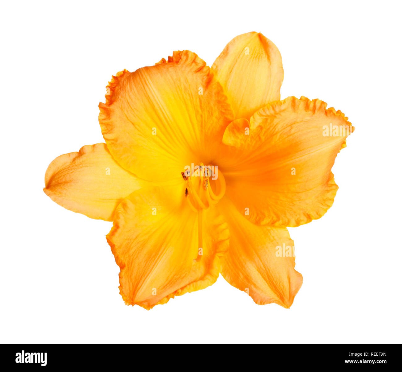 Einzigen hellen orange daylily Blume mit gekräuselten Blüten vor einem weißen Hintergrund isoliert Stockfoto