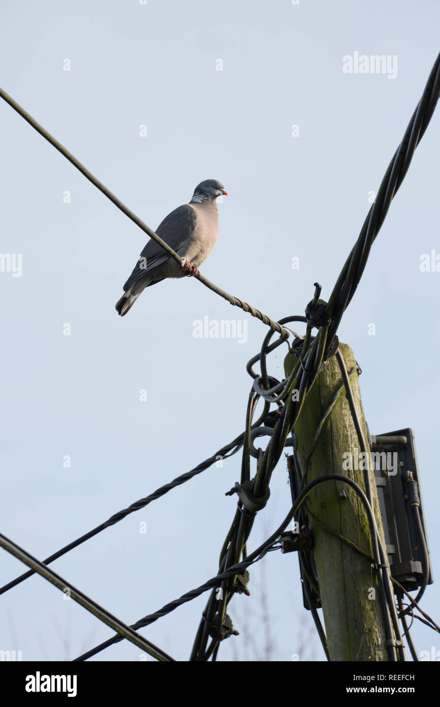 Ein woodpigeon, Columba Palumbus, Telefon Kabel in der Nähe des Gehäuses in North Dorset England UK GB thront. Die woodpigeon ist in Großbritannien und kann eine Stockfoto