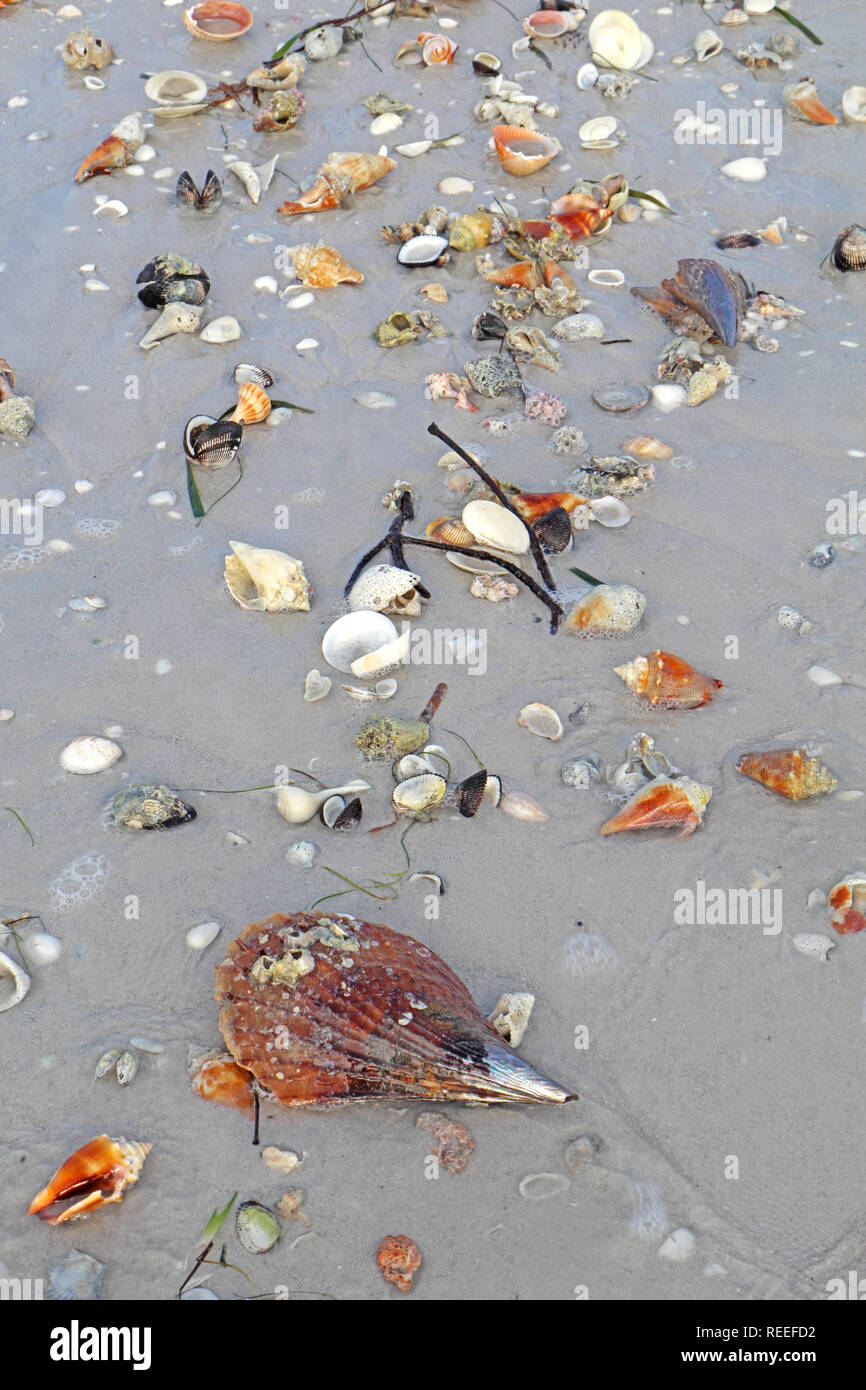 Muscheln am Strand bei Ebbe, einschließlich der Bekämpfung der Conch und Blitz wellhornschnecken auf Sanibel Island, Florida Stockfoto