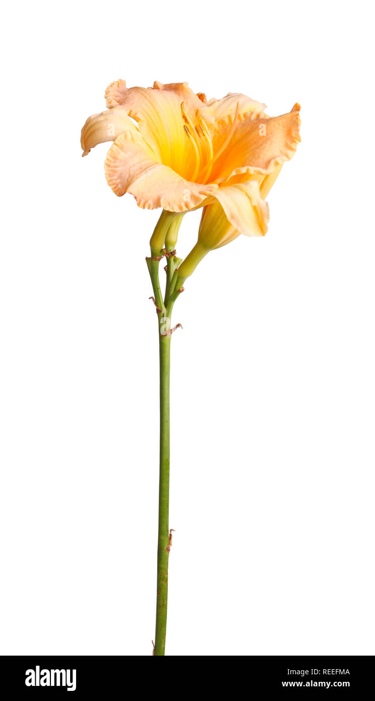 Einzelnen Stamm mit einem orangefarbenen und gelben daylily Blume olus ungeöffneten Blüten vor einem weißen Hintergrund isoliert Stockfoto