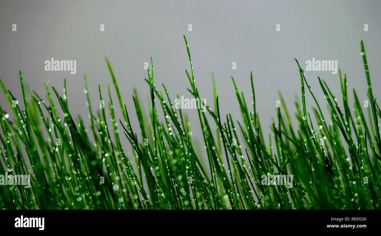 Grün frisches Gras mit Tautropfen Stockfoto