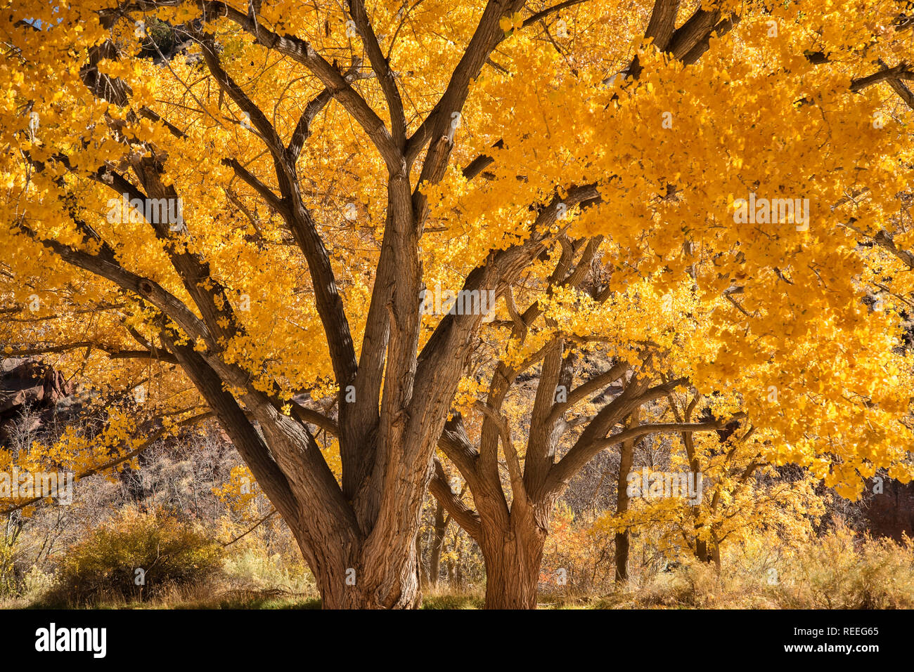 Freemont Cottonwood Bäumen im Herbst Farbe in der historischen Fruita Distric von Capitol Reef National Park, Utah. Stockfoto