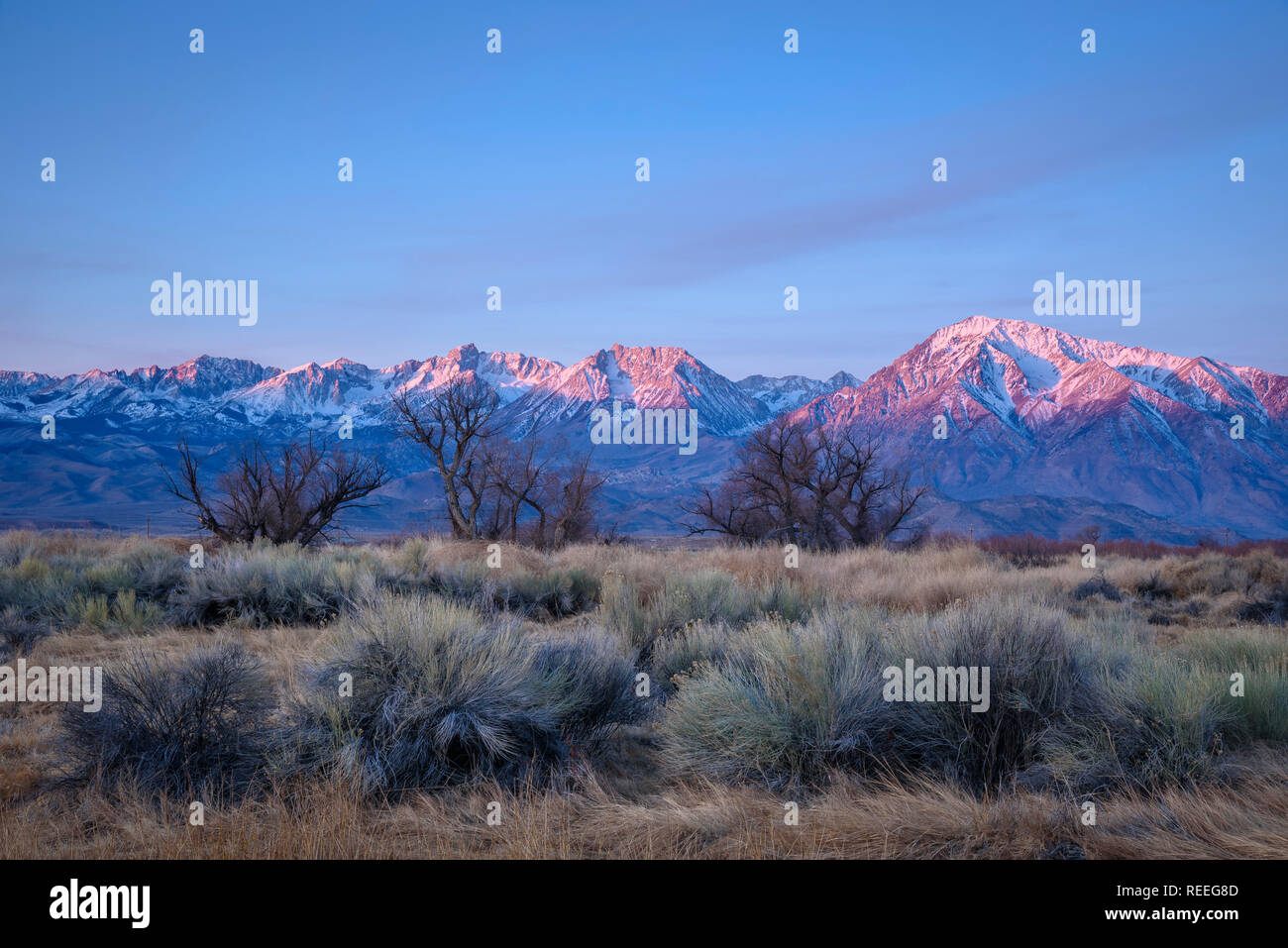 Salbei, Pappeln und die Berge der Sierra Nevada bei Sonnenaufgang; in der Nähe von Bishop, Kalifornien. Stockfoto