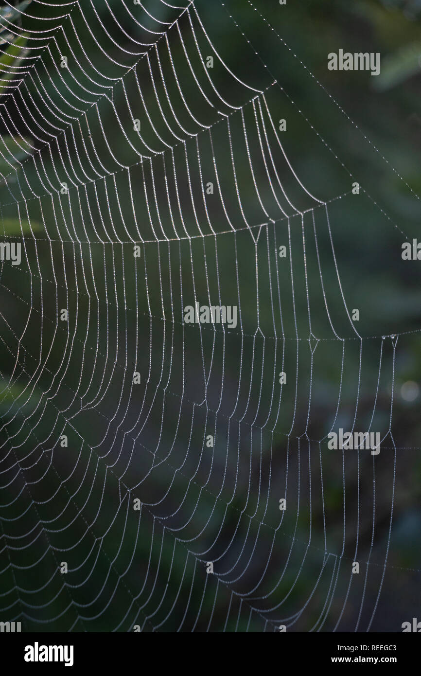 Großen Spinnennetz im Wald Stockfoto