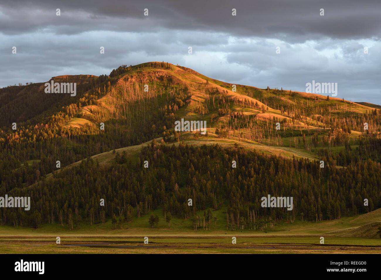 Letztes Licht auf Probe Grat über Lamar Valley, Yellowstone National Park, Wyoming. Stockfoto