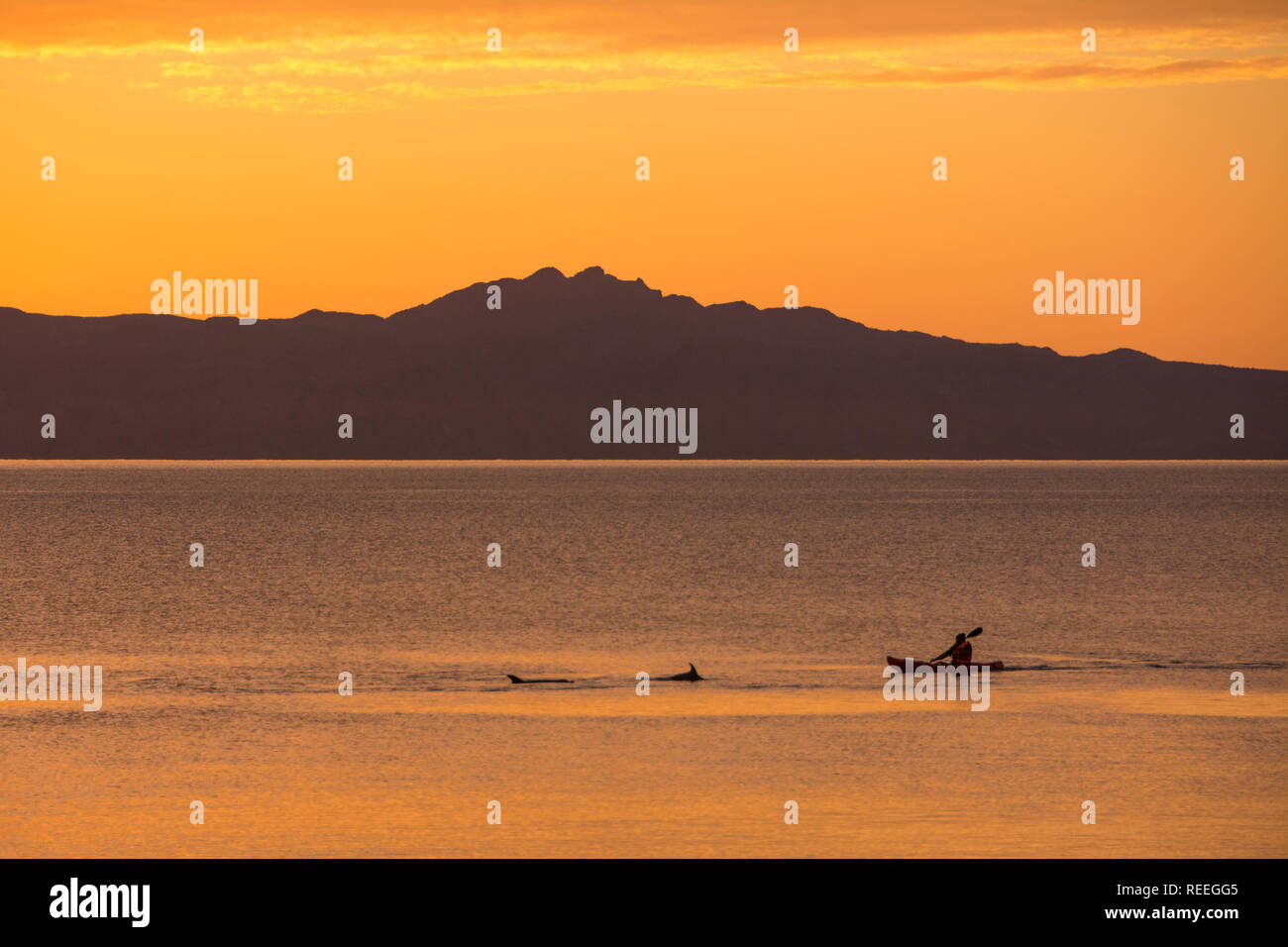 Kajakfahrer und Delfine in der Sea of Cortez, Loreto, Baja California Sur, Mexiko. Stockfoto