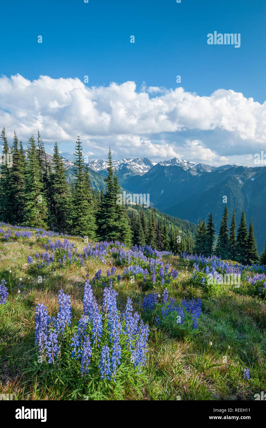 Lupine und Bailey Range Mountains, von Obstructuion Point Road, Olympic Nationalpark, Washington, USA. Stockfoto