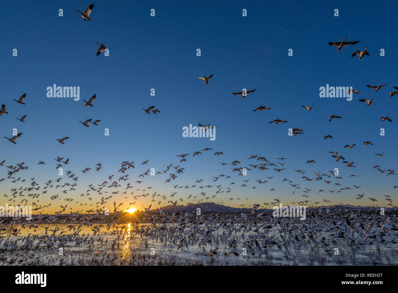 Schneegänse in Bosque del Apache National Wildlife Refuge, New Mexico. Stockfoto