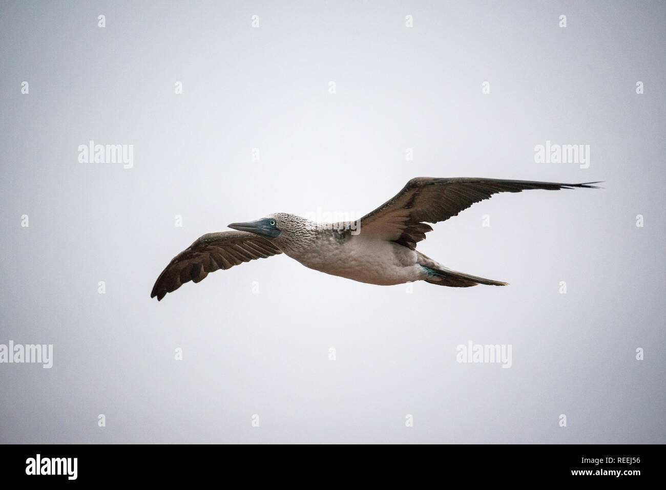 Die Blue-Footed Sprengfallen im Flug auf Galapagos. Stockfoto