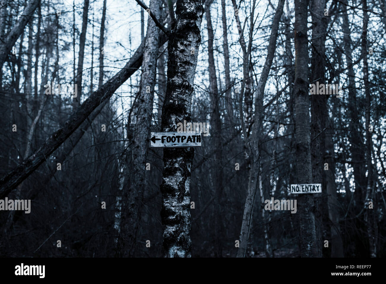 Fußweg und kein Eintrag Zeichen auf Silber Birken Stockfoto
