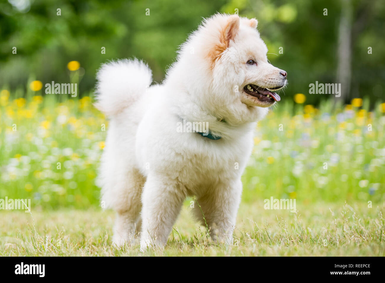 Close up Bulldog Welpen zu Fuß in einer Wiese auf der Seite betrachtet. Weiße flauschige Hund mit langem Fell in die Landschaft oder den Park Cute Stockfoto