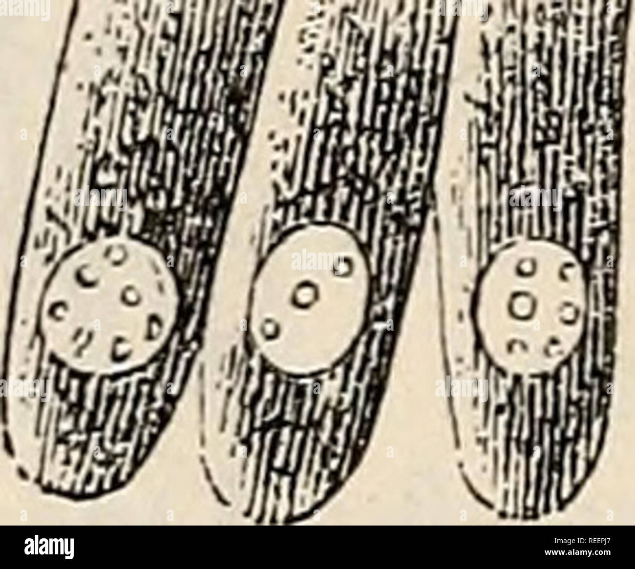 . Kompendium de Physiologie humaine. Physiologie; Physiologie. 212 PHYSIOLOGIE HUMAINE. adipeuse chemine dans l'Interieur de la parvient villosite et un canal Central qui, d Pres cles Forschung recentes (de Recklinghausen), est Limite par de Perithelium et um I'origme des vaisseaux lymphatiques. a^Hp. Abb. 21. - Epitheliales Cellules de l'iutestin grele. a, cellules avcc Leur ourlet Raye; b, cellules caliciformes tun Heule; c, Cellule eutieremeut Pleine de graisse. Pendant la Verdauung, Les villosites se raccourcissent (Gruby et Delafond) par Taction musculaires de Fasern (Briicke) q Stockfoto