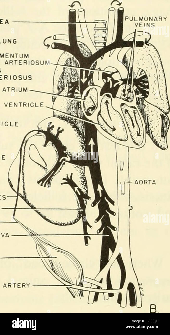 . Vergleichende embryologie der Wirbeltiere; mit 2057 Zeichnungen und Fotos. Als 380 Illus gruppiert. Wirbeltiere - Embryologie; Vergleichende Embryologie. Linke Lunge LIGAMENTUM ARTERl DUCTUS ARTERl rechts in die rechte Herzkammer AORTA LIGAMENTUM TERES PFORTADER URACHUS Vena cava inferior Vena umbilicalis A. Abb. 379. Diagramme der wahrscheinlichen fetalen und postpartale Auflagen durch das Herz im Säugetier. (A) Die fetale Zirkulation. Sauerstoffreiches Blut fließt durch die Vena umbilicalis, zu Leber. Durch die Leber durch den Ductus venosus sammelt sie Blut aus den Venen der Leber und mündet in den inferioren Vena Stockfoto