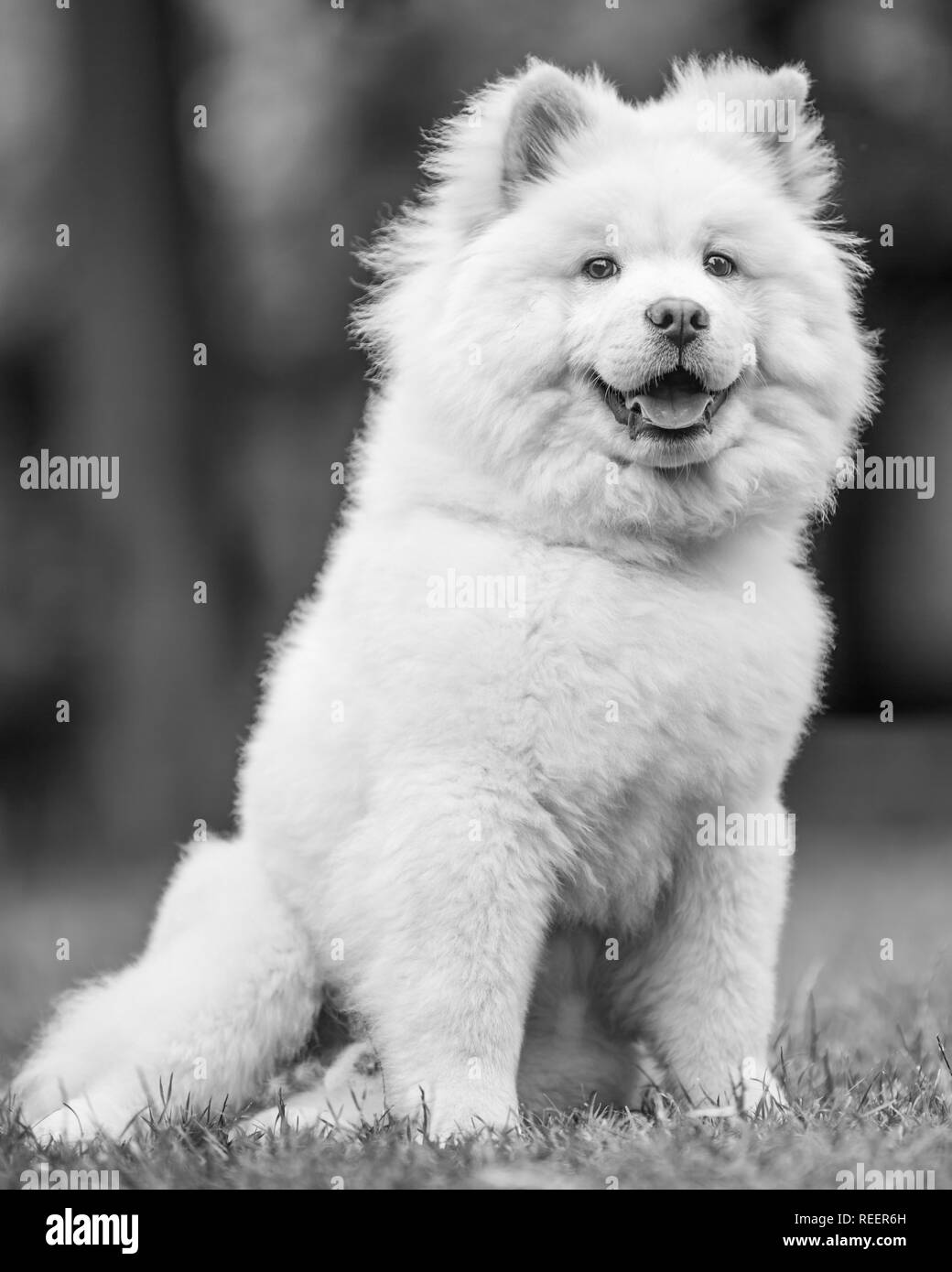Close up Bulldog Welpen sitzen auf einer Wiese auf der Seite. Weiße  flauschige Hund mit langem Fell in die Landschaft oder den Park Cute  Stockfotografie - Alamy