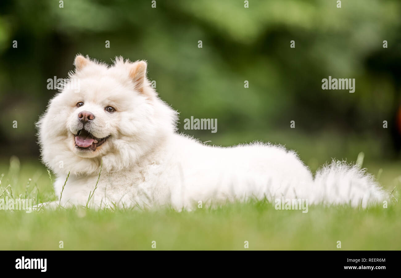 Close up Samojeden Welpe liegend auf einer Wiese auf der Seite. Weiße flauschige Hund mit langem Fell in die Landschaft oder den Park Cute Stockfoto