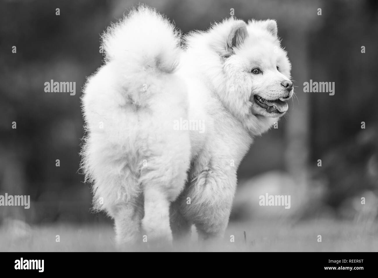 Close up Bulldog Welpen stehen auf einer Wiese auf der Seite betrachtet. Weiße flauschige Hund mit langem Fell in die Landschaft oder den Park Cute Stockfoto