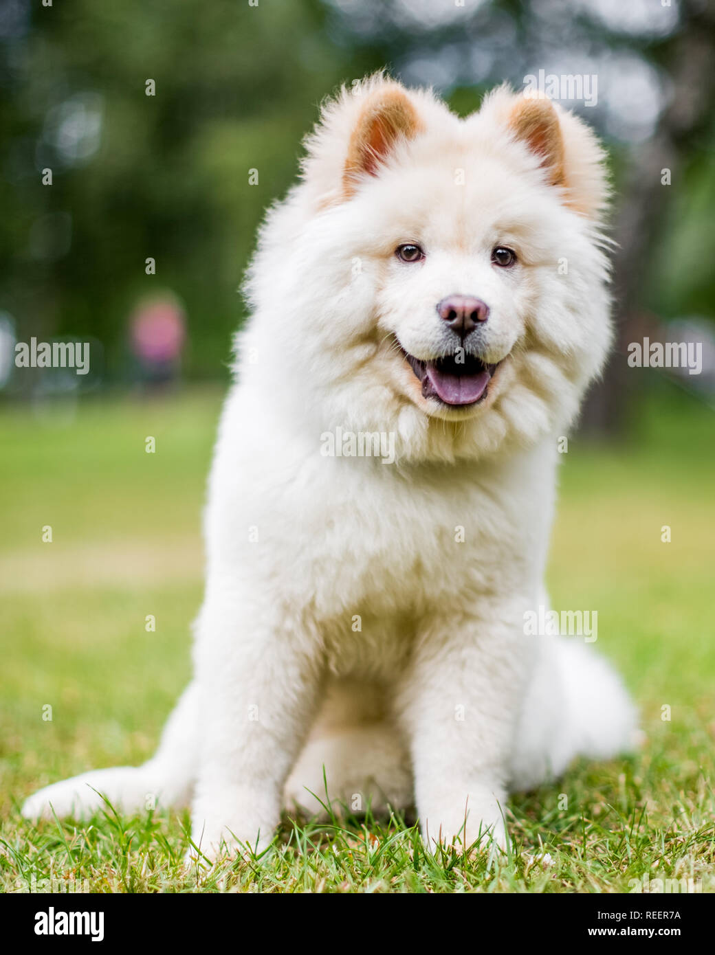Close up Bulldog Welpen sitzen auf einer Wiese auf der Seite. Weiße flauschige Hund mit langem Fell in die Landschaft oder den Park Cute Stockfoto