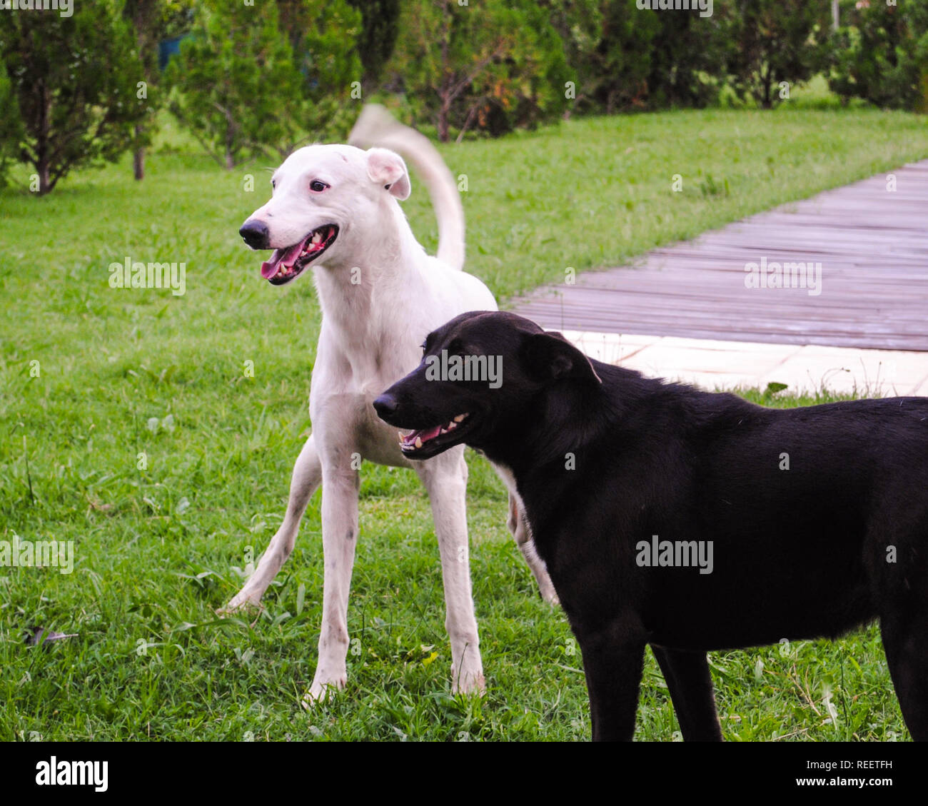 Zwei verspielte Hunde lächeln Stockfoto