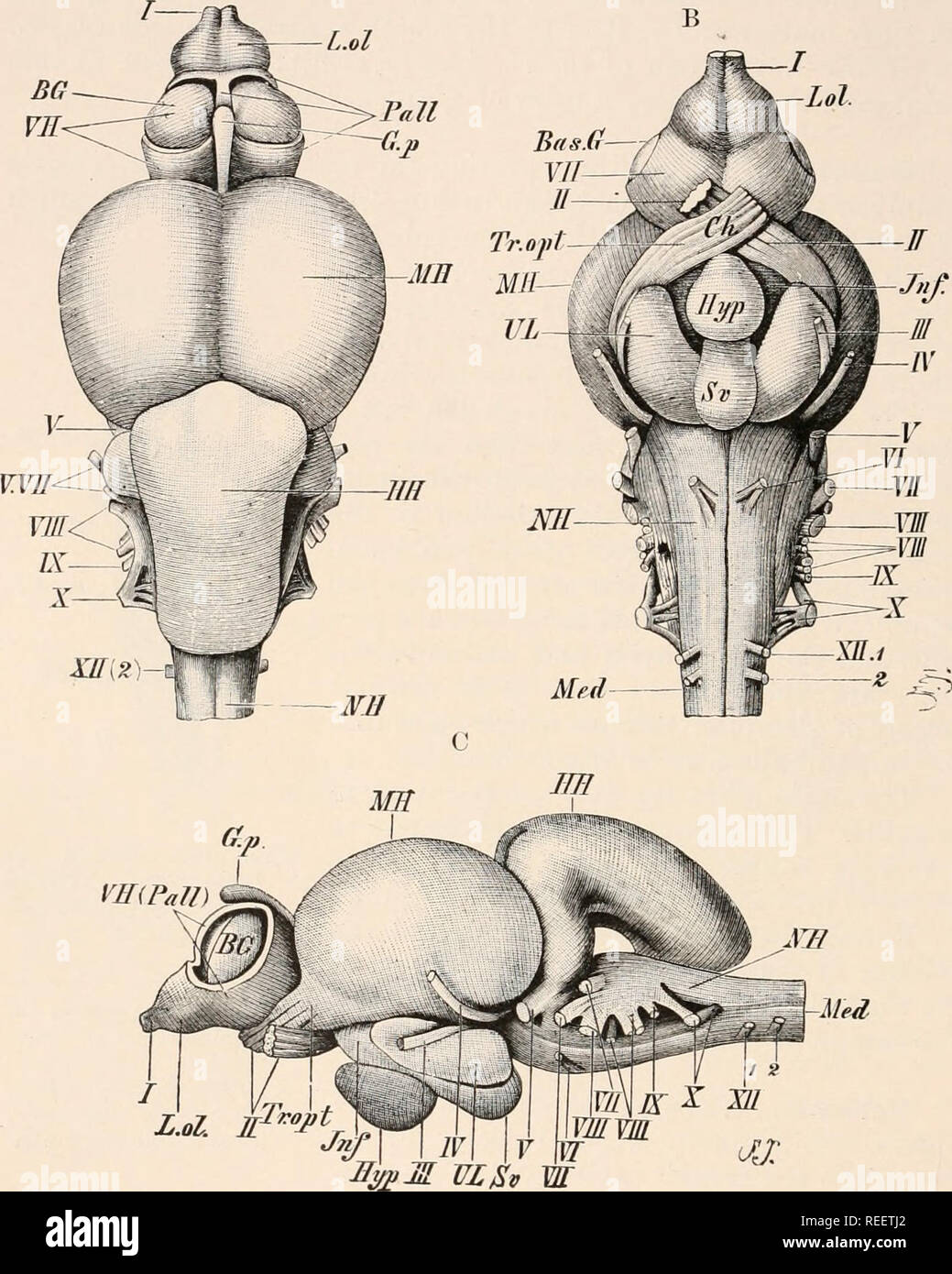 . Vergleichende Anatomie der Wirbeltiere. Anatomie, Vergleichende; Wirbeltiere. 212 vergleichende Anatomie Das Pallium ist völlig Epithelzellen in der Struktur (Abbn. 160 - 162): Es stellt keine Mediane involution Division der vorderen Teil des A.7 L. ol. W M&lt;/jr. Abb. 160.- Gehirn von Lachs. A, Dorsalen; B, ventral; und C, Seitenansicht. Ch, Chiasma; G. p, zirbeldrüse Körper; ffff, Kleinhirn; Hyp, Hypophyse, Jnf, infundibulum; L. ol, olfaktorische Lobe; Med, Rückenmark; MH, rnid-Gehirn; NH, Medulla oblongata, Pall, Pallium (teilweise ausgebaut) und SGund Ba *G, Basalganglien (corpora Striata) des telencephalon; Stockfoto