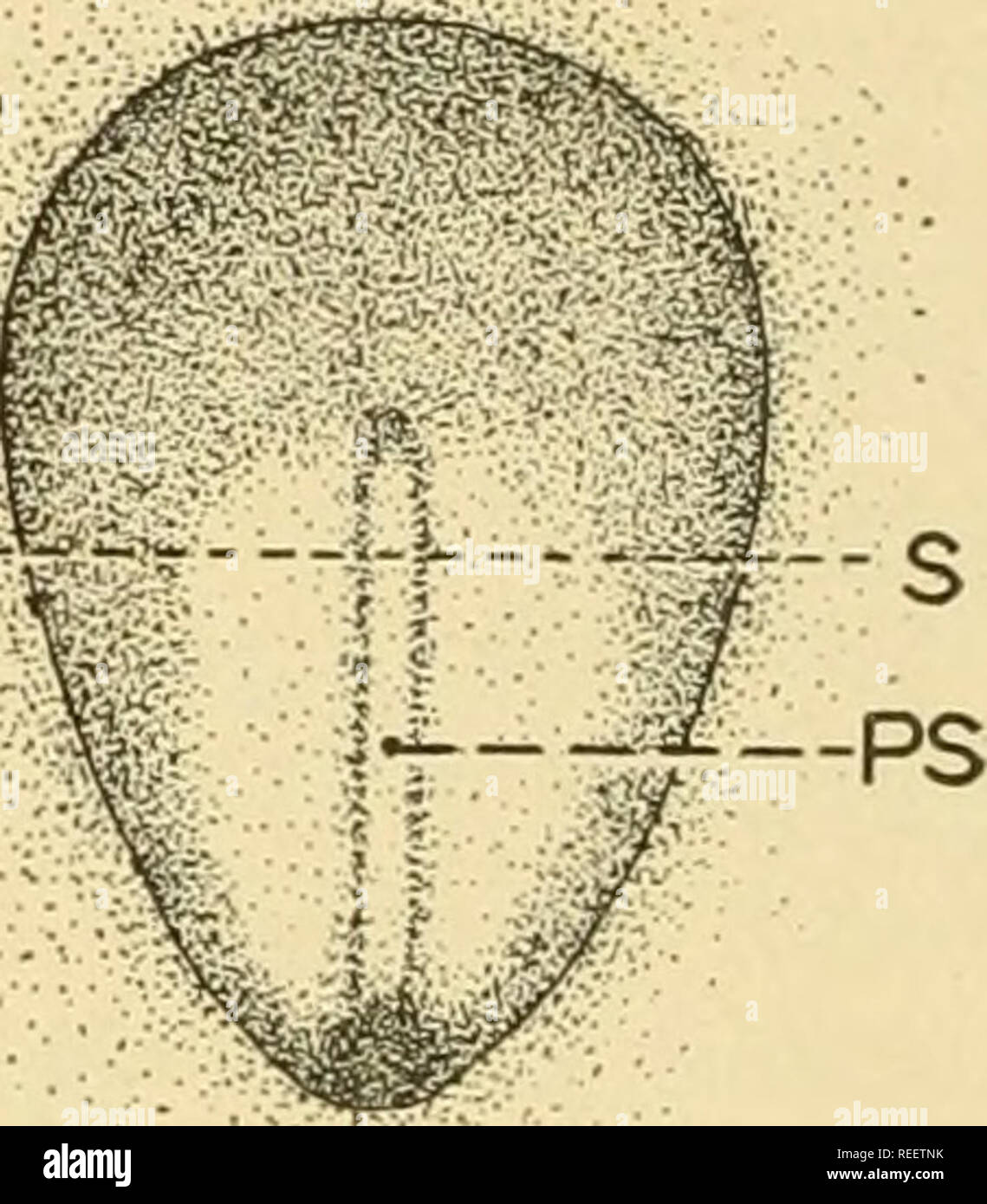 . Vergleichende Anatomie. Anatomie, Vergleichende. Abb. 52.-frühes Stadium der Abb. 53.-embryonalen Bereich oder "Schild" Der blastodermic Vesikel von der Hedge-blastodermic Vesikel des Kaninchens nach etwa 172 hog. Eg, ektoderm; EN, Endo-Stunden Entwicklung. PS, primitivstreifen; 5-5, derm; L, Lücken, Räume besetzt Position des Teils in der Abb. 54 dargestellt. (Nach dem mütterlichen Blut; T, trophoblast Assheton.) (trophoderm). (Nach Hubrecht.) Hohlraum wie die Reptiloiden blastoderm auf der Oberfläche des Eigelb liegt, verflacht und verdünnt, um die "embryonalen Shield" (Abb. 53) in Stockfoto