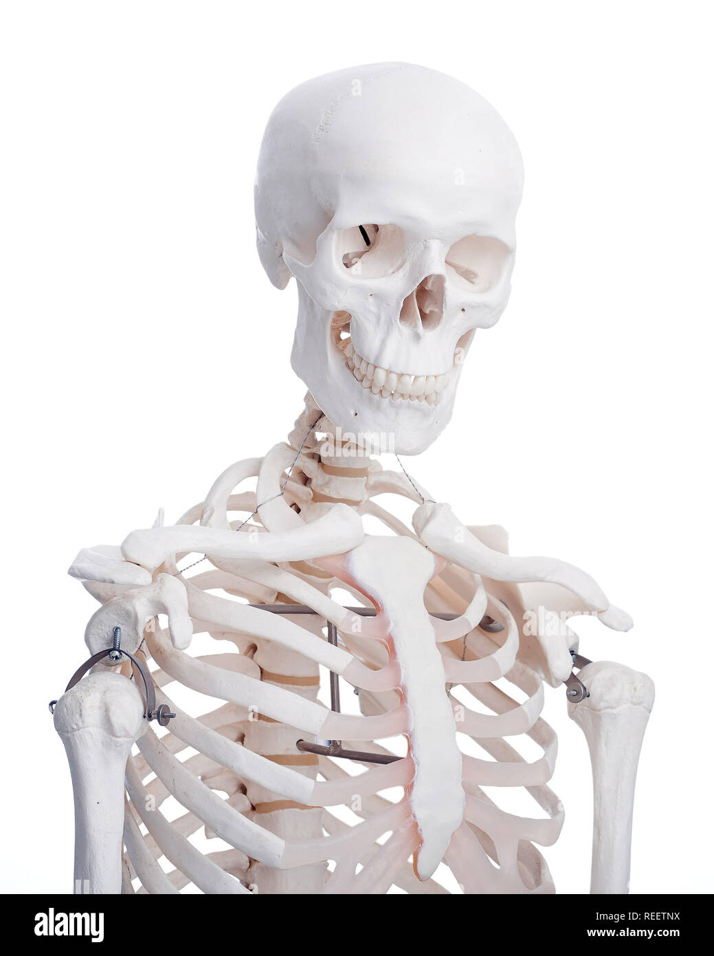 Porträt eines menschlichen Skeletts Modell Stockfoto