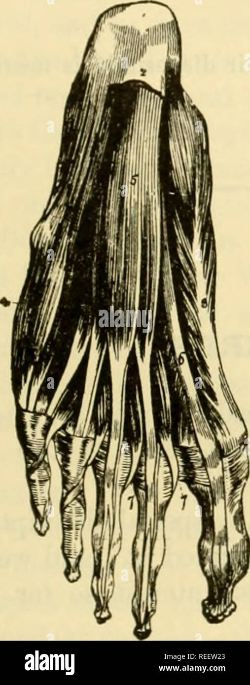 . Die vergleichende Anatomie der domestizierten Tiere. Pferde; Veterinär Anatomie. Muskeln der hinteren Gliedmaßen. 377 Vergleich der Muskeln der Fuß in der Mensch mit den Tieren. Im Menschen, es Arc unterscheiden die Muskeln der dorsalen Region, die plantar Region, und der iuterosseus Muskeln. I. in der dorsalen Region. Dieser enthält nur einen Muskel, das Pedal (extensor digitorum Brevis). Es befestigt ist, hinter dem antero-externen Teil der tlio der oberen Fläche des Os aponeurotic ralcis, durch mehrere Schichten; Seine fleischigen fasciculi, vier an der Zahl, sind durch viele Sehnen an der Tanne bestimmt verlängert Stockfoto