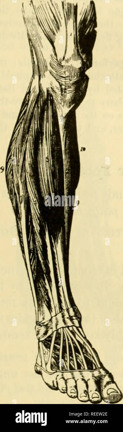 . Die vergleichende Anatomie der domestizierten Tiere. Pferde; Veterinär Anatomie. Muskeln der hinteren Gliedmaßen. 375 2. Externe Region (Abb. 206). Diese Region ist nur aus zwei Muskeln: die langen und kurzen peroneus. Die erste, die nicht bei Einhufern existiert, ist ein peniiiform Muskel im oberen Drittel der Fibel, tlie Externe tuberosity der Tibia und der Innenfläche des Nervus tibialis aponeurosis, vom oberen Extremitäten der Muskelfasern. Die flache Sehne, die Termi- Dinaten es auf den äußeren Teil der tlie Basis des ersten Mittelfußknochen fixiert ist. Die zweite Entspr. Stockfoto