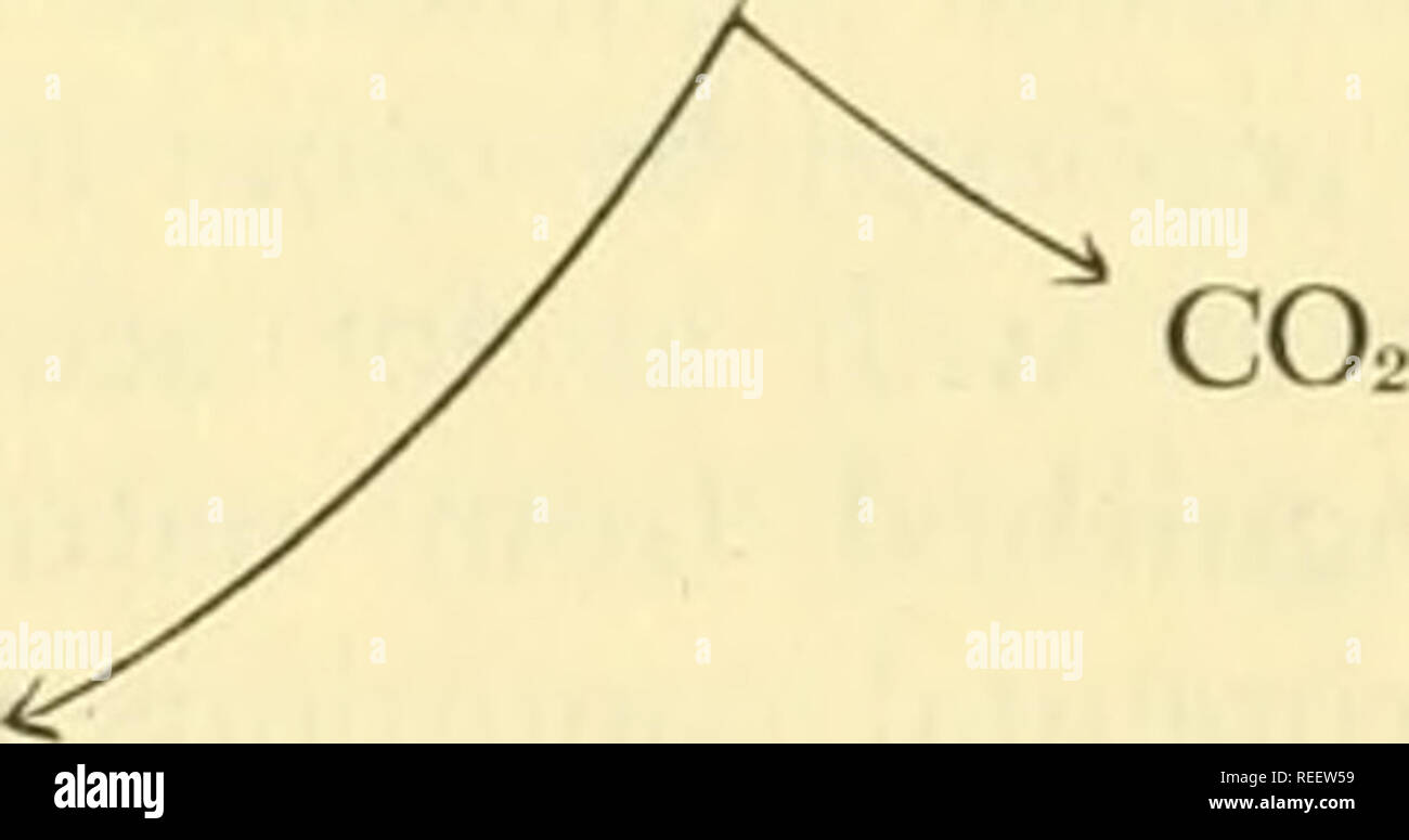 . Vergleichende Tierphysiologie. Physiologie, Vergleichende; Physiologie, Vergleichende. a-KETOGLUTARIC ACID. CO2-Abb. 63. Die tricarboxylic Säure Zyklus im Zusammenhang mit der Oxidation von brenztraubensäure. Von Gortner, R. A., Grundzüge der Biochemie (1949). New York, Wiley. Sauerstoff in dieser Umwandlung ist von dem relativ hohen Sauerstoffgehalt von Kohlenhydraten im Vergleich mit der Fat abgeleitet. Dies ist in der R.Q. Werte weiter manifestiert. Der Mechanismus der Umwandlung von Kohlenhydraten in Fett ist immer noch nicht klar, aber eine derartige Umstellung dauert vermutlich vor allem in der Leber und es sich dabei um eine Art der Phosphorylierung von Stockfoto