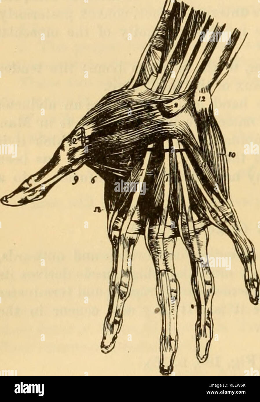 . Die vergleichende Anatomie der domestizierten Tiere. Pferde; Veterinär Anatomie. 342 DIE MUSKELN. B. Muskeln des vorderen Fuß im Pio. In unseren Erläuterungen auf der myology dieses Tieres, finden wir: 1. Ein Muskel, verursacht wird, die Substanz des metacarpo-supercarpal Ligament, und endet mit der ordnungsgemäßen tlie extensor der Kleine externe Stelle durch eine faserige Streifen zum externen fasciculus der ersten interosseous Muskel beigetreten; es ist auch auf die externe sesamoid befestigt. Kassen ist kein Zweifel, tiie Vertreter der kurzen flexor der kleinen Zahl in Mau und tho Cariiivora. 2. Eine einzige, Stockfoto