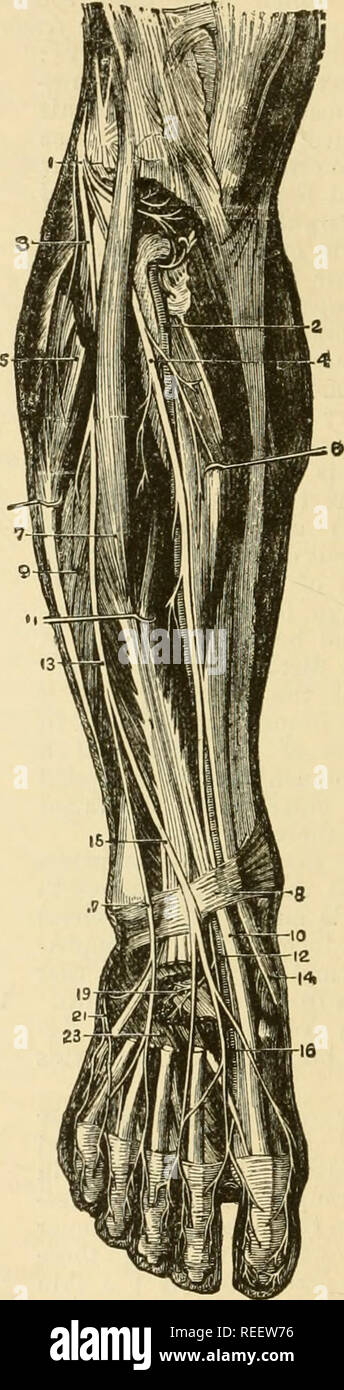 . Die vergleichende Anatomie der domestizierten Tiere. Veterinär Anatomie. Nerven an der POSTERIOREN ASPEKT DES MENSCHLICHEN BEIN. 1, Arteria poplitea; 2, Große Ischiasnerv; 3, Adductor Magnus; 4, Bizeps; 5, Superior interne Gelenkknorpel Arterie; 6, Externe pop-liteal Nerv; 7, Gastrocnemius, geschnitten; 8, Anterior tibial Artery; 9, Sehne von semi-membranosus; 10, Peroneus longus; 11 Sural Arterien und Nerven; 12, Peronaeus Arterie; 13, Intern poplitea Nerv; 14, Tibialis posticus; 15, Teil der Soleus; 16, Peroneus brevis; 17, 18; Popliteus, Flexor longus poUicis 19, Tibialis posterior; 20. Stockfoto
