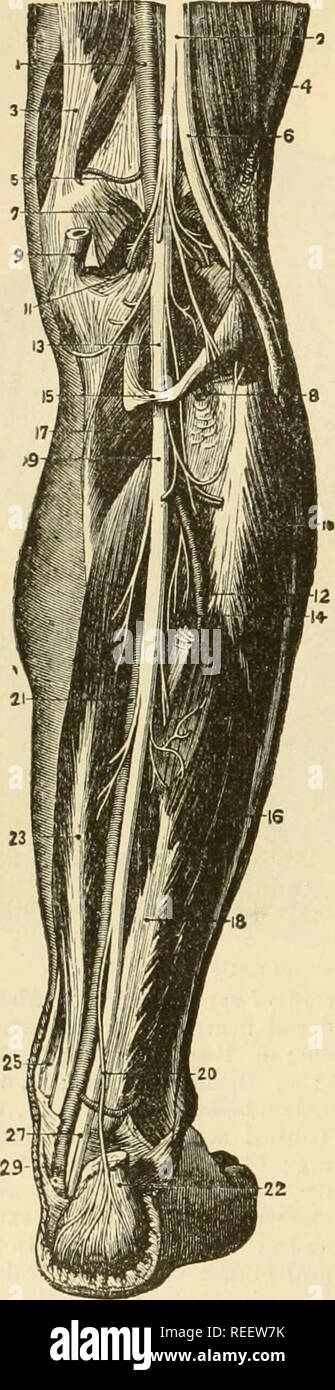 . Die vergleichende Anatomie der domestizierten Tiere. Veterinär Anatomie. 780. Die nerven. Fie;. 3''. 9. Fi 2. 360.. Nerven an der POSTERIOREN ASPEKT DES MENSCHLICHEN BEIN. 1, Arteria poplitea; 2, Große Ischiasnerv; 3, Adductor Magnus; 4, Bizeps; 5, Superior interne Gelenkknorpel Arterie; 6, Externe pop-liteal Nerv; 7, Gastrocnemius, geschnitten; 8, Anterior tibial Artery; 9, Sehne von semi-membranosus; 10, Peroneus longus; 11 Sural Arterien und Nerven; 12, Peronaeus Arterie; 13, Intern poplitea Nerv; 14, Tibialis posticus; 15, Teil der Soleus; 16, Peroneus brevis; 17, 18; Popliteus, Flexor longus p Stockfoto