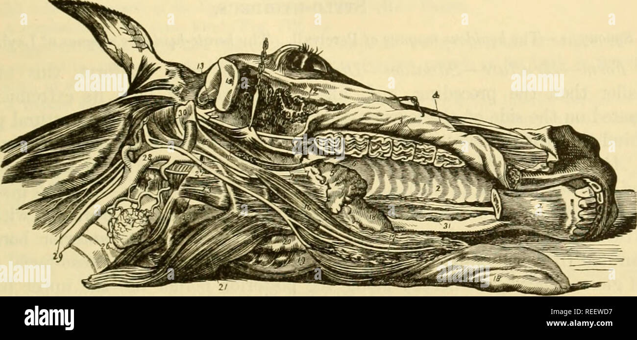 . Die vergleichende Anatomie der domestizierten Tiere. Pferde; Veterinär Anatomie. Muskeln DES STAMMES. 2 S1 drehte unten durch Isolieren der mylo - hyniilcus Ab tlic Schleimhaut. 5. Entfernen Sie vorsichtig die Zunge durch die Trennung von seiner äußerlichen Muskeln aus der Genio-hyoideus, der Anterioren Anhang von tiif liyoid Knochen, die quer liegenden Muskel und tlie Kleine hyoideus. Die Zerlegung in dieser Art und Weise durchgeführt worden, die Große hyoideal Zweig aus dem Kleinen abgetrennt werden können, durch Sägen durch den Kopf längs, Verlassen der Symphyse menti intakt, und drehen Sie die entsprechenden die Hälfte Stockfoto
