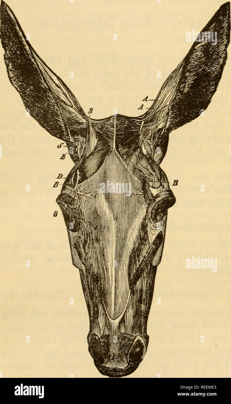 . Die vergleichende Anatomie der domestizierten Tiere. Pferde; Veterinär Anatomie. 280 DIE MUSKELN. von IT-Verträgen, ist es zu Faltenbildung der Haut der Augenbraue zeichnen sich leicht auf die nasalen Winkel - was Sie tun können, ob die Augenlider sind in Kontakt oder abgesehen beschränkt. 3. Lacheymalis Muskel. (Igynonym. - Nicht durch Percivall erwähnt. Es i8 Die minderwertigen Fissuren der Muskel der Leyb.) Eine breite und sehr oberflächlich tliin Muskel, gelegen unter dem Auge. Es ist ununterbrochener, vorne, mit dem panniculus; hinter, mit der LEVATOR labii superioris; oben, mit der ORBICULARIS der Augenlider. Ihre Fasern, Teil Stockfoto