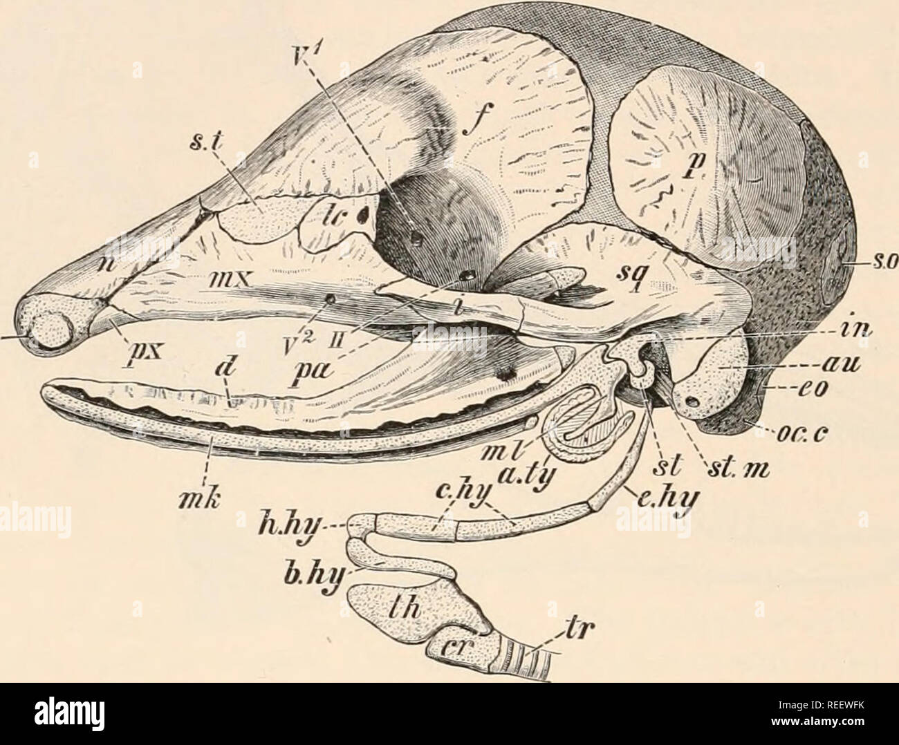 . Vergleichende Anatomie der Wirbeltiere. Anatomie, Vergleichende; Wirbeltiere. e.n. oder. c (geändert von ABB. 95.- Schädel des Embryos von ARMADILLO (Tatusia hybrida). Eine Zeichnung von W. K. Parker.) a. ty, Membrana Ringraum; au, auditiven Kapsel; b. Hy, basihyal; c. Hy, ceratohyal; Cr, cricoid; d, dentary; e. Hy, epihyal; e. n, externe Nasenloch; Eo, exoccipital:/, frontale; h. Hy, liypohyal; i, jugal, Amboss; LC, lacrymal; Tinte, Meckel'sKnorpel; ml, Hammer; mx, Maxilla; n, nasale; Oc. c, Okzipitalen kondylus;2&gt;, Parietale; Pa, Palatin, Px, premaxilla; so, supraoccipital; St, Steigbügel; s.t., ethmoturbinal Stockfoto