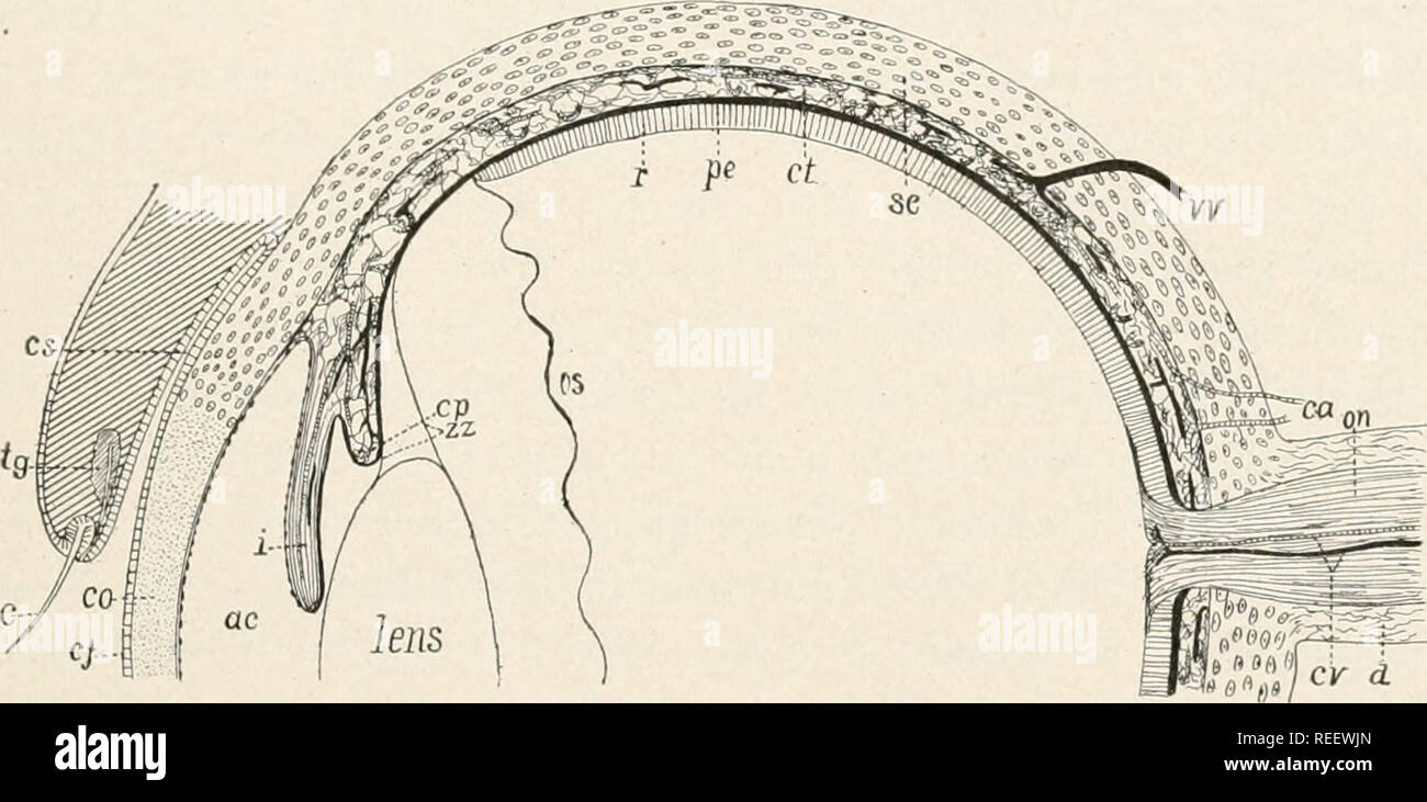 Anatomie der zentralen Netzhautarterie