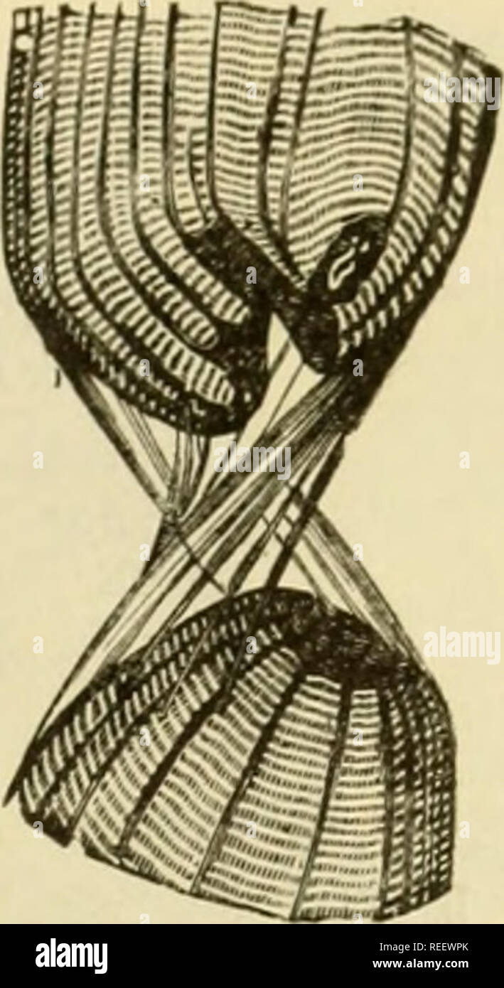 . Die vergleichende Anatomie der domestizierten Tiere. Pferde; Veterinär Anatomie. Zerrissen MUSKULÖS FI-BRE: Die beiden Fragmente werden statt durch die TOGETHEFC SAROO-LEMMA. Übergang zwischen den muskulösen Faser und die fasci-culus der fibrösem Gewebe; im Gegenteil, die con-tractile Fibre beendet und ein abgerundetes Extremitäten, die in einem correspondinjs^ Depression in der Sehne oder aponeurosis begraben ist. Die Union der Muskulatur mit fibrösem Gewebe wird durch eine Art amorphe Zement, die sehr solide erfolgen soll, so mucli so, dass, wenn die Muskeln bis zu einem gewissen Grad von eingereicht werden Stockfoto