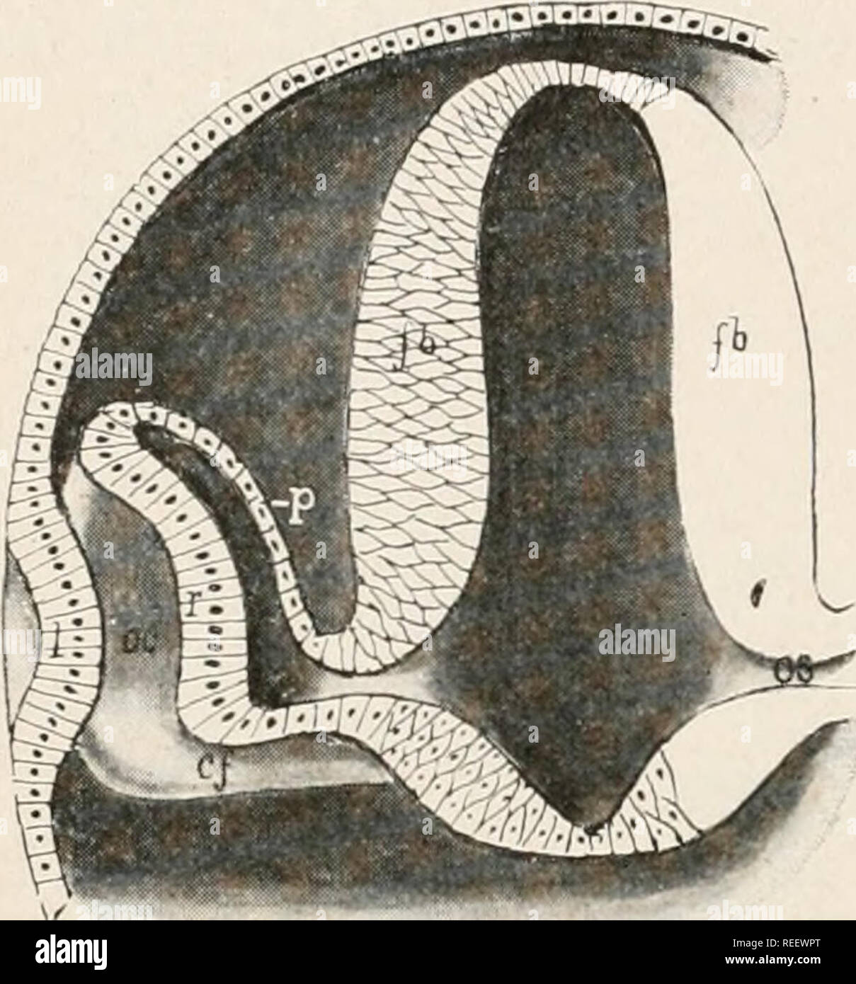 . Vergleichende Anatomie der Wirbeltiere. Anatomie, Vergleichende; Wirbeltiere Anatomie. 198